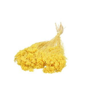 4A Yellow dried Broom Bloom | Broom dried flowers | Length 50-55 centimetres | Per bunch