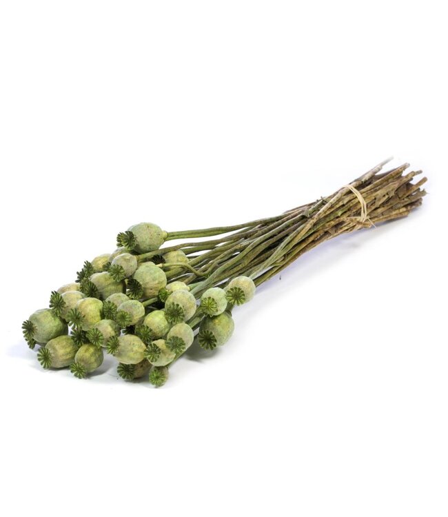 Pavots séchés | Fleurs séchées vertes | Commande par 20 bouquets