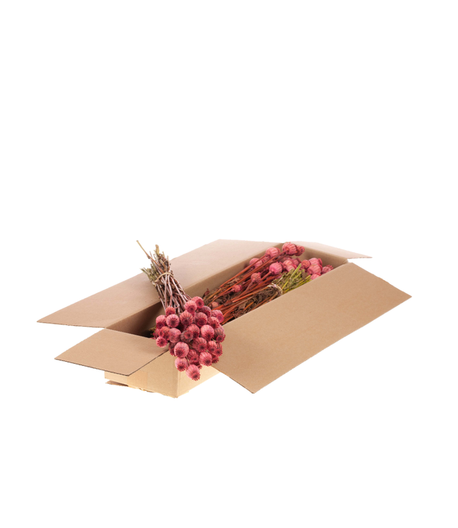 Pavots séchés | Shopbox fleurs séchées roses | Commande par 4 bouquets