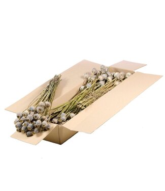 LDD Pavots séchés | Shopbox fleurs séchées vert gris naturel | Par 4 bouquets