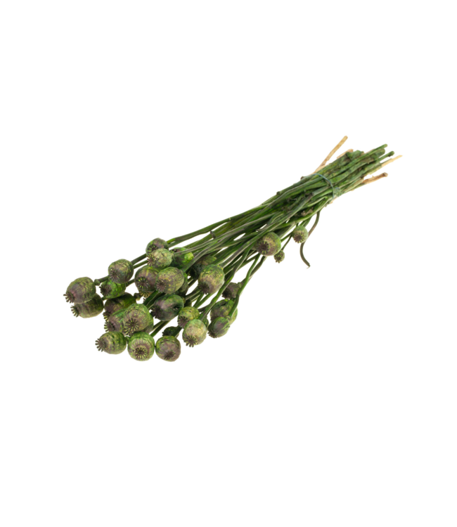 Pavots séchés | Fleurs séchées vert mousse | Commande par 20 bouquets