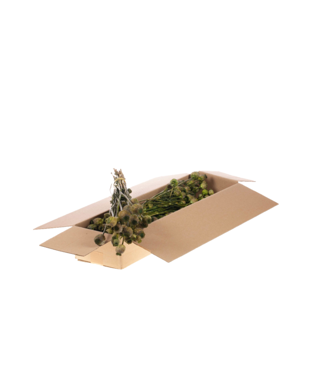 Pavots séchés | Shopbox fleurs séchées vertes | Commande par 4 bouquets