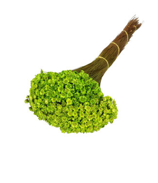 4A Droogbloem Glixia 40cm 50g ( x 1 )