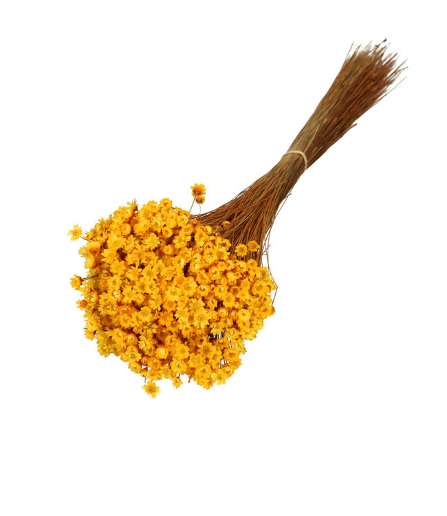 Fleurs séchées jaunes de Campanule | Fleurs séchées Glixia | 50g | Longueur 40 centimètres | À commander par bouquet