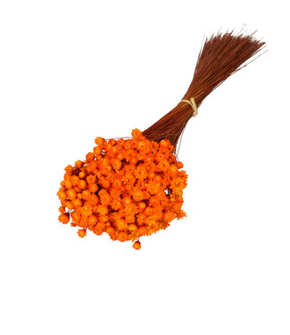 4A Droogbloem Glixia 40cm 50g ( x 1 )