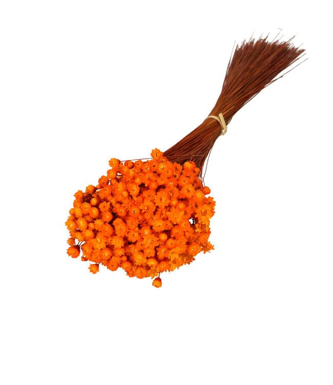 Fleurs séchées Clochettes orange | Fleurs séchées Glixia | 50g | Longueur 40 centimètres | À commander par bouquet