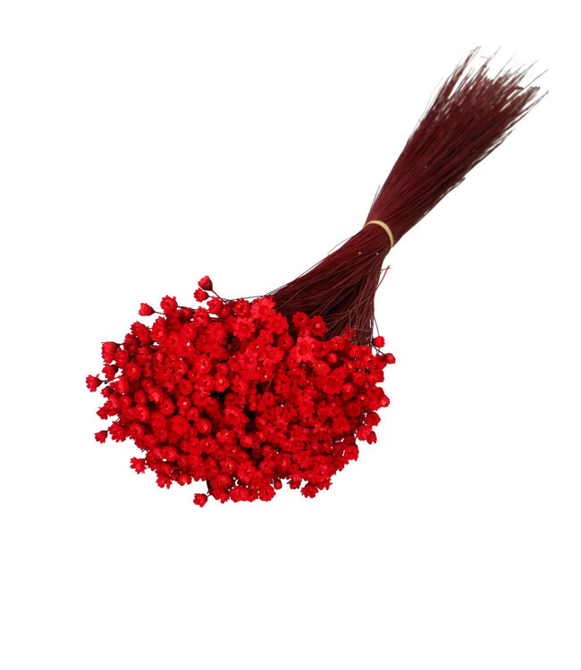 Fleurs séchées de clochettes rouges | Fleurs séchées de Glixia | 50g | Longueur 40 centimètres | À commander par bouquet