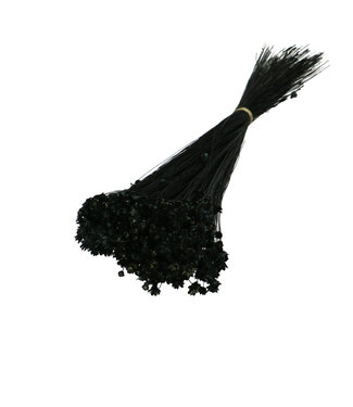 4A Droogbloem Glixia 40cm 50g ( x 1 )