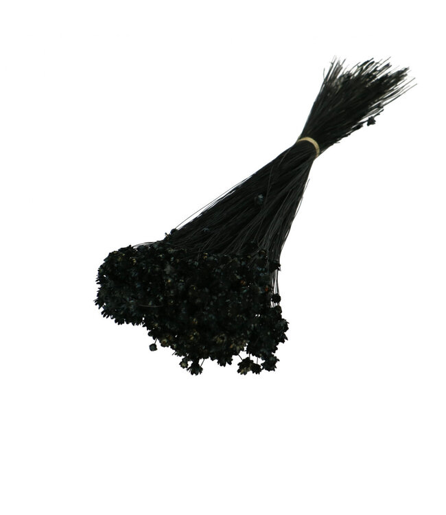 Fleurs séchées de Campanule noire | Fleurs séchées Glixia | 50g | Longueur 40 centimètres | À commander par bouquet