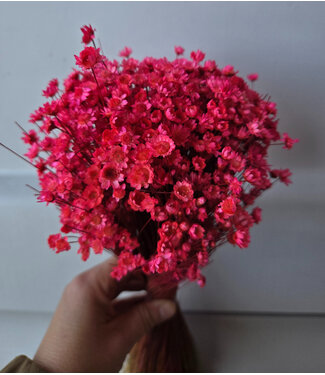 MyFlowers Fleurs séchées Campanules Rose Foncé | Fleurs séchées Glixia Star | Longueur 40 centimètres | Par bouquet