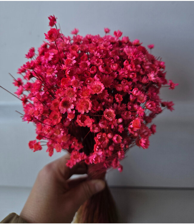Fleurs de Campanules séchées Rose Foncé | Fleurs séchées Glixia Star | Longueur 40 centimètres | À commander par bouquet