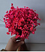 Fleurs de Campanules séchées Rose Foncé | Fleurs séchées Glixia Star | Longueur 40 centimètres | À commander par bouquet