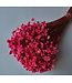 Fleurs de Campanules séchées Rose Foncé | Fleurs séchées Glixia Star | Longueur 40 centimètres | À commander par bouquet