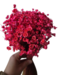 Fleurs de Campanules séchées Rose Foncé | Fleurs séchées Glixia Star | Longueur 40 centimètres | À commander par bouquet