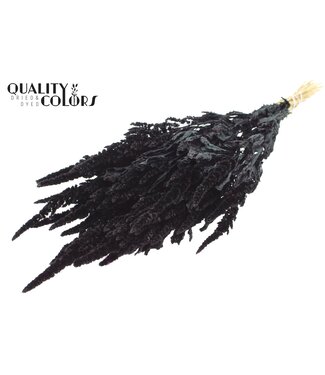 QC Amaranthus per bunch Black ( x 6 )