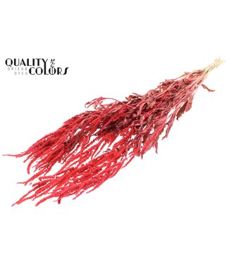 QC Hang Amaranthus ± 90cm p/bunch Coral ( x 6 )