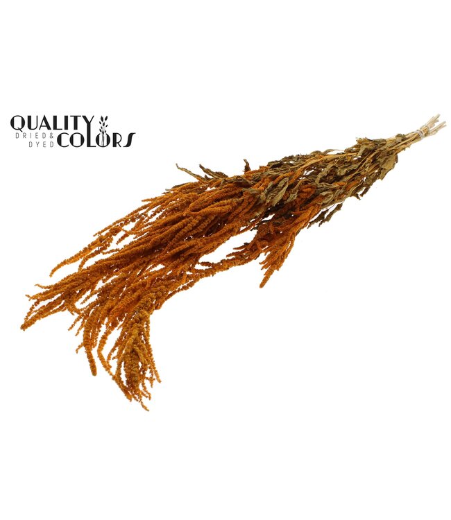 Hang Amaranthus ± 90cm p/bunch Apricot ( x 6 )