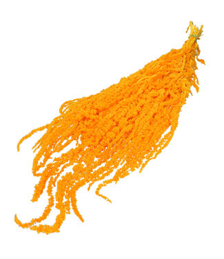 4A Droogbloem Amaranthus hang 60cm x5 ( x 1 )