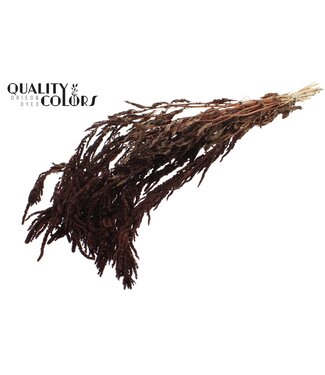 QC Hang Amaranthus ± 90cm p/bunch Brown ( x 6 )