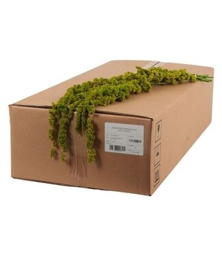 AD Amaranthus Gepreserveerd ( x 30 )