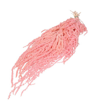 4A Droogbloem Amaranthus hang 60cm x5 ( x 1 )