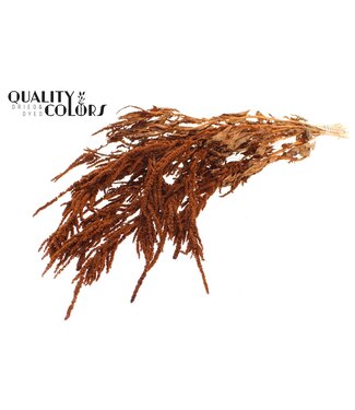 QC Hang Amaranthus ± 90cm p/bunch Terracotta | Per 6 stuks