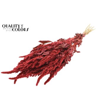QC Amaranthus per bunch Coral | Per 6 stuks