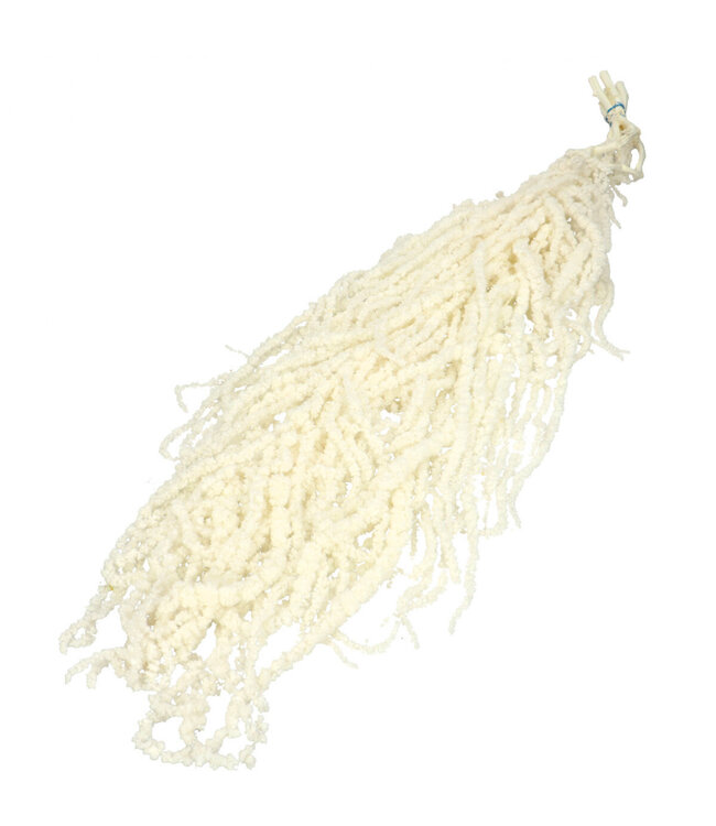 Droogbloem Amaranthus hang 60cm x5 ( x 1 )