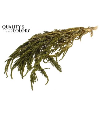 QC Hang Amaranthus ± 90cm p/bunch Olive | Per 6 stuks