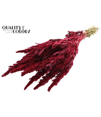QC Amaranthus per bunch Cerise | Per 6 stuks