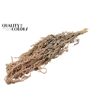 QC Hang Amaranthus ± 90cm p/bunch Frosted White | Per 6 stuks