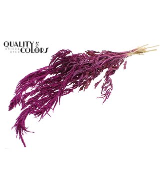 QC Hang Amaranthus ± 90cm p/bunch Lilac | Per 6 stuks