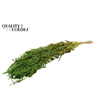 QC Hang Amaranthus ± 90cm p/bunch Light Green ( x 6 )