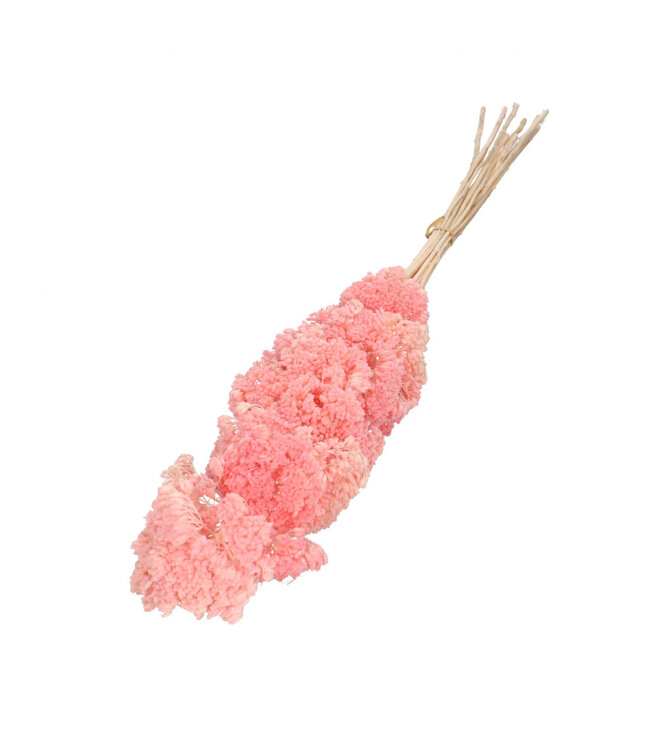 Achillée séchée rose | Achillea Parker fleurs séchées | Longueur 65 centimètres | 12 tiges par bouquet | À commander par bouquet