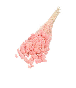 4A Achillée Silvestre rose séchée | Achillée Silvestre fleurs séchées | Poids 100 grammes | Longueur 60 centimètres | Par bouquet