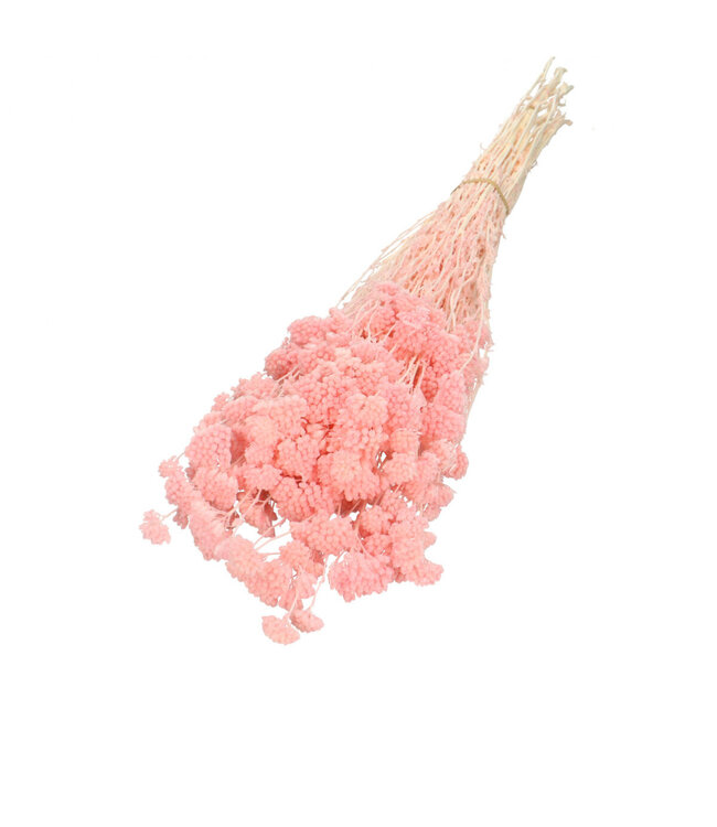 Achillée Silvestre rose séchée | Achillée Silvestre fleurs séchées | 100g | Longueur 60 centimètres | À commander par bouquet