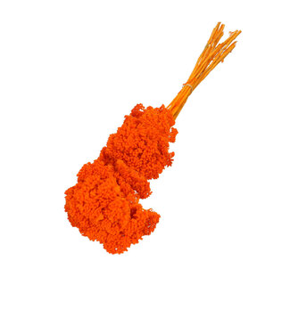 4A Achillée séchée orange | Achillea Parker fleurs séchées | Longueur 65 centimètres | 12 tiges par bouquet | Par bouquet
