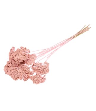 LDD Achillea parker pink misty ( x 15 )