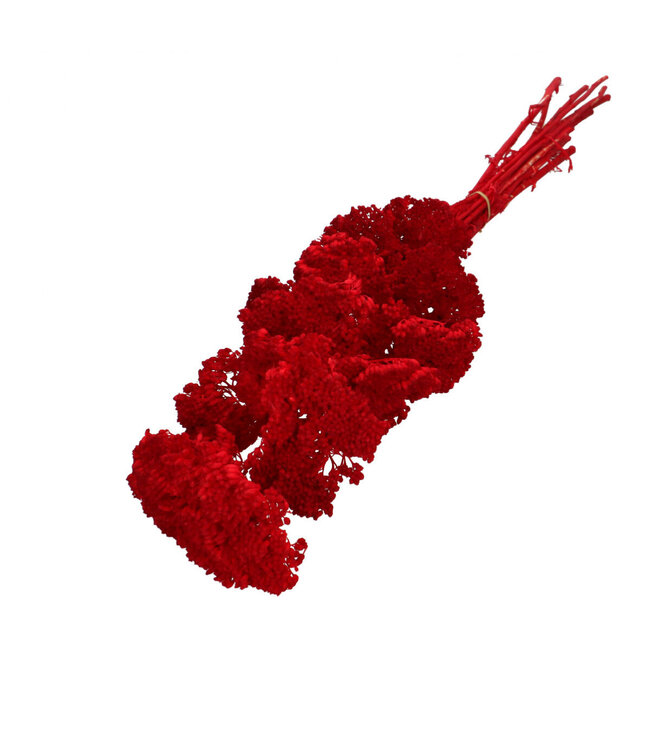 Red dried Yarrow | Achillea Parker dried flowers | Length 65 centimetres | 12 stems per bunch | Available per bunch