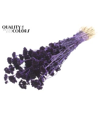 QC Lona per bunch Purple ( x 6 )