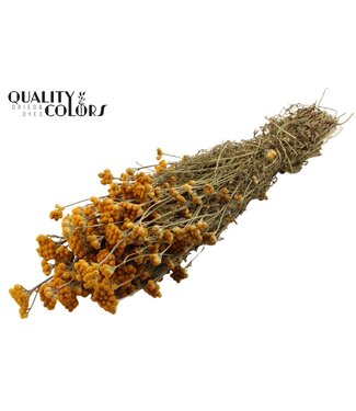QC Lona per bunch Natural ( x 6 )