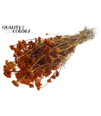 QC Lona per bunch Apricot | Per 6 stuks