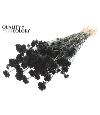 QC Lona per bunch Black ( x 6 )
