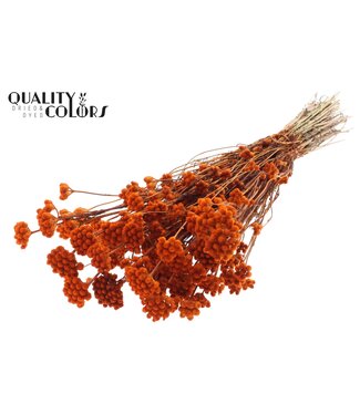 QC Lona per bunch Orange ( x 20 )