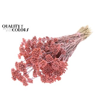 QC Lona per bunch Frosted Pink ( x 20 )