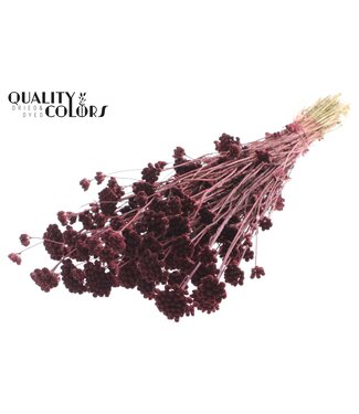 QC Lona per bunch Burgundy | Per 20 stuks
