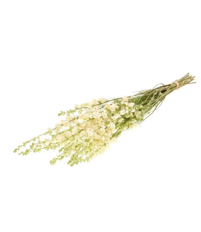 Delphinium natural white ( x 25 )