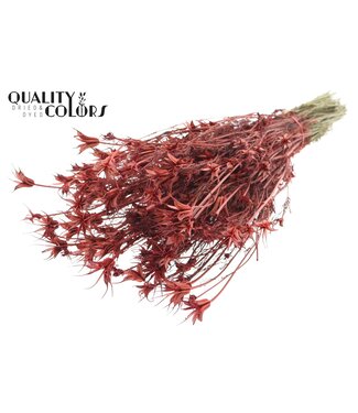 QC Nigella Oriëntalis per bunch Red | Per 6 stuks