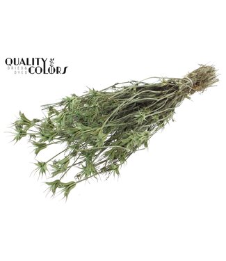 QC Nigella Oriëntalis per bunch Frosted Mint | Per 6 stuks