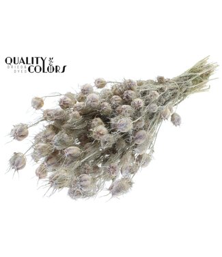 QC Nigella per bunch Frosted White ( x 15 )